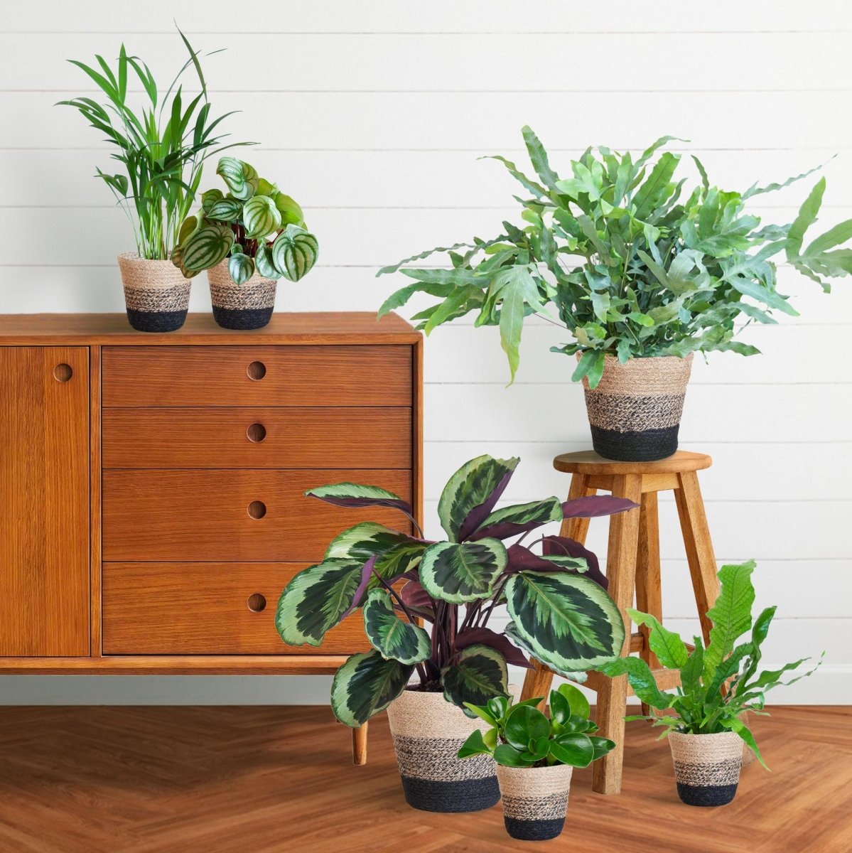 Diervriendelijke plantenset | 6 stuks 4 - LushLeaf | Online planten bestellen