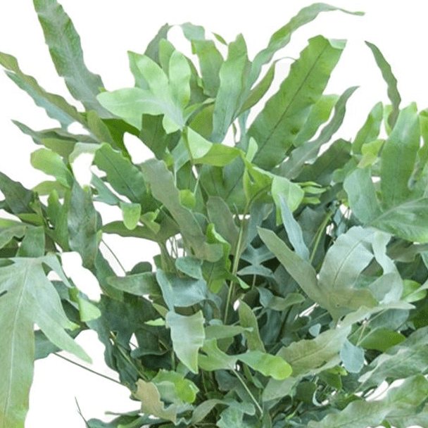 Diervriendelijke plantenset | 6 stuks 2 - LushLeaf | Online planten bestellen