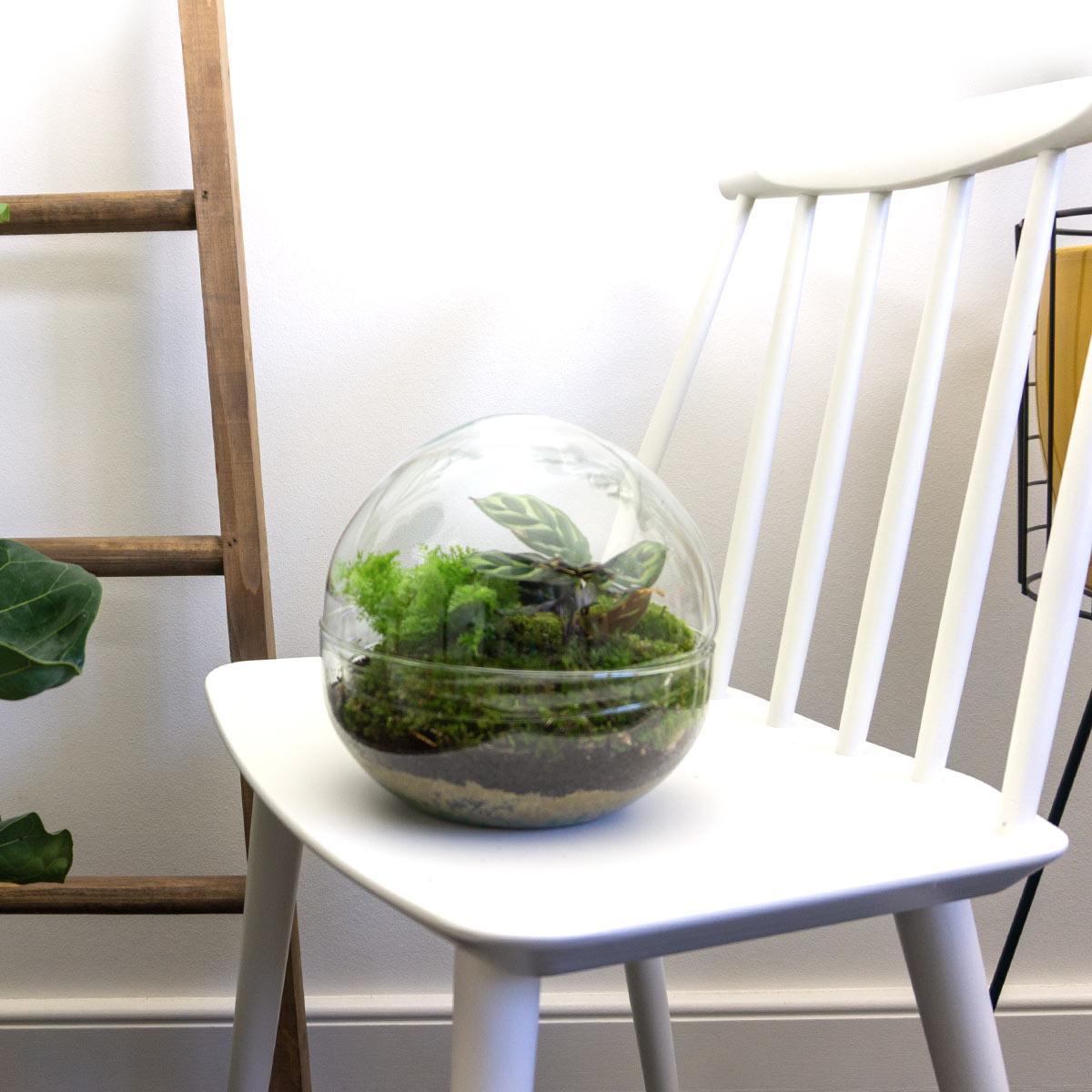 Dome | DIY terrarium 4 - LushLeaf | Online planten bestellen