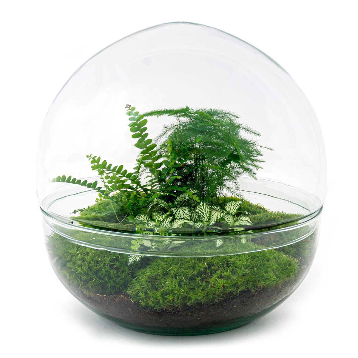 Dome | DIY terrarium 1 - LushLeaf | Online planten bestellen