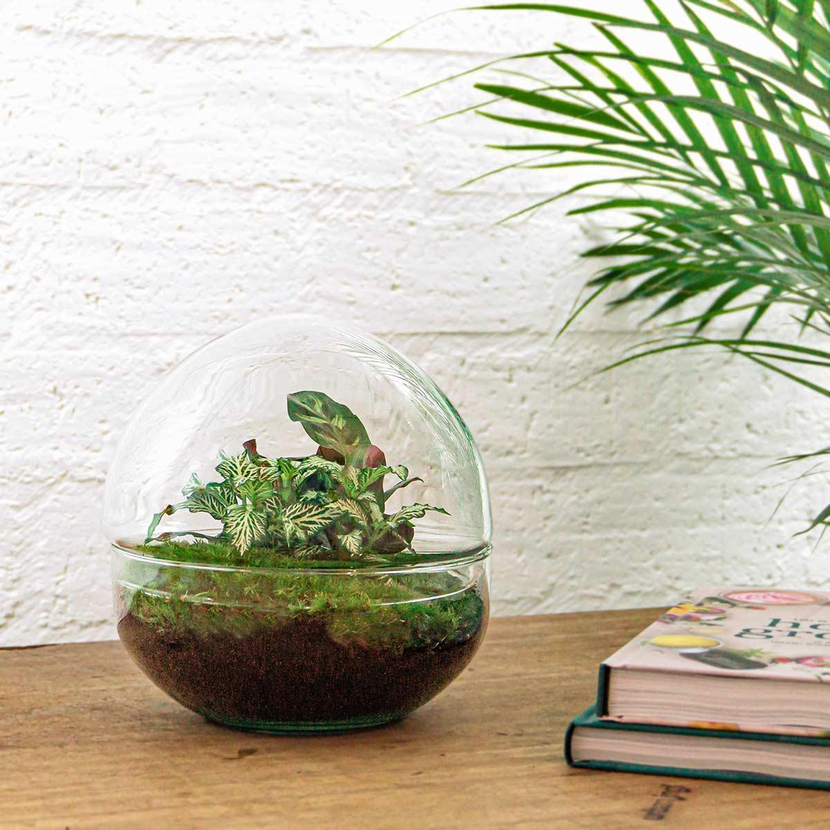 Dome | DIY terrarium 3 - LushLeaf | Online planten bestellen