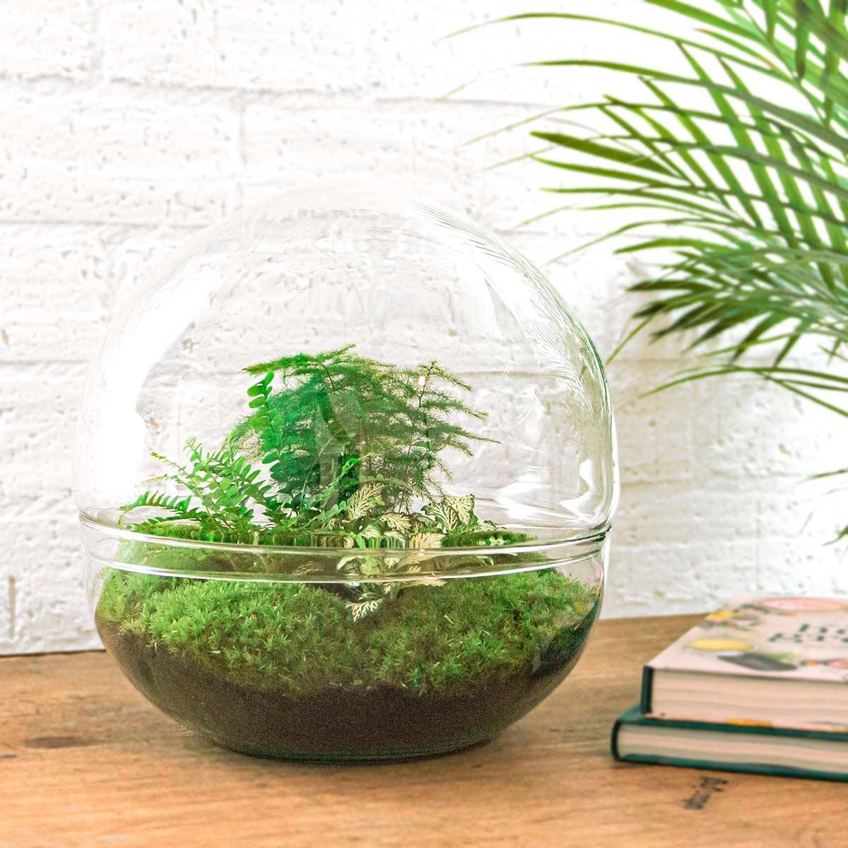 Dome | DIY terrarium 3 - LushLeaf | Online planten bestellen