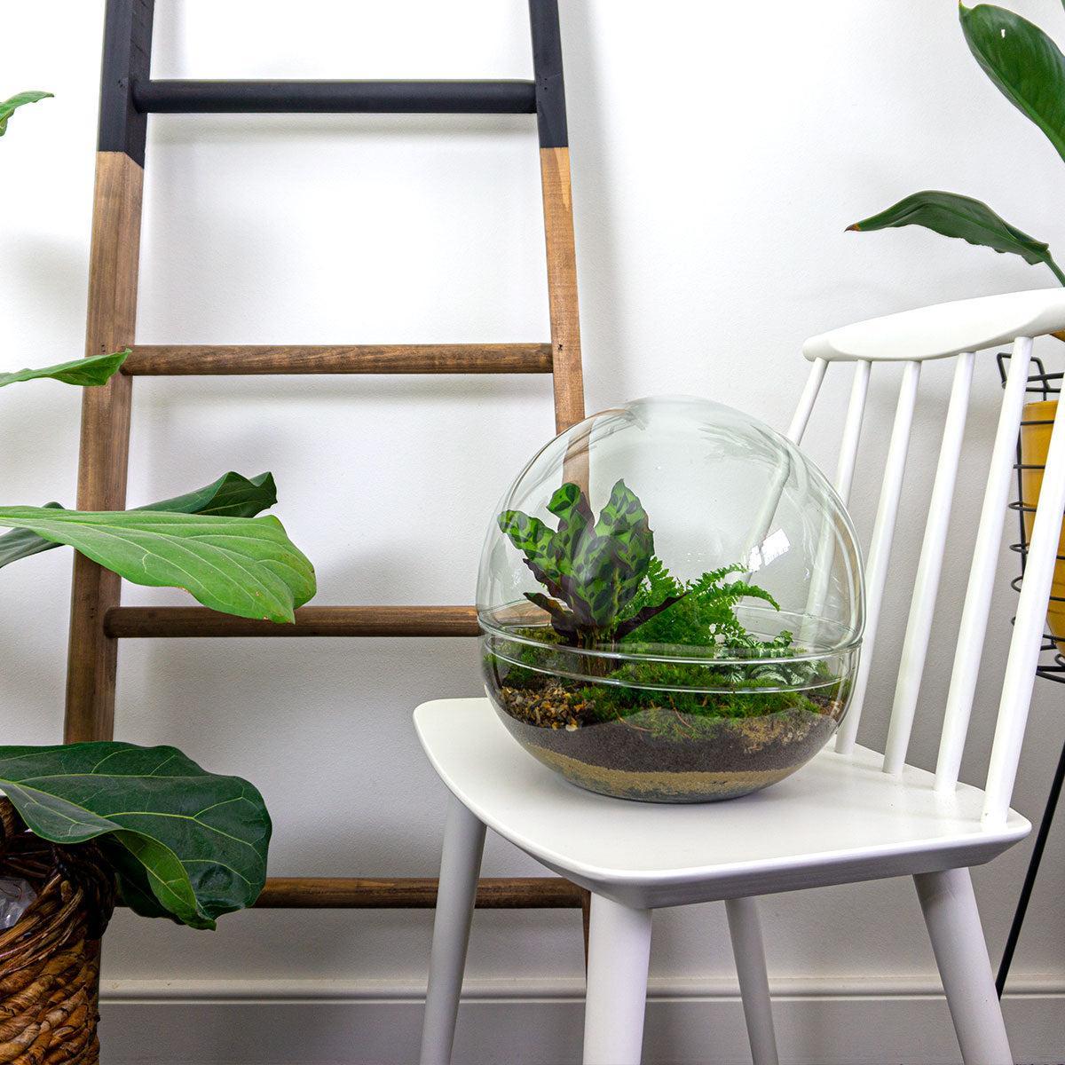 Dome | DIY terrarium 4 - LushLeaf | Online planten bestellen