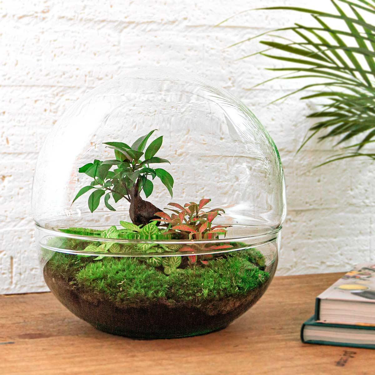 Dome - Ficus Ginseng Bonsai | DIY terrarium 3 - LushLeaf | Online planten bestellen