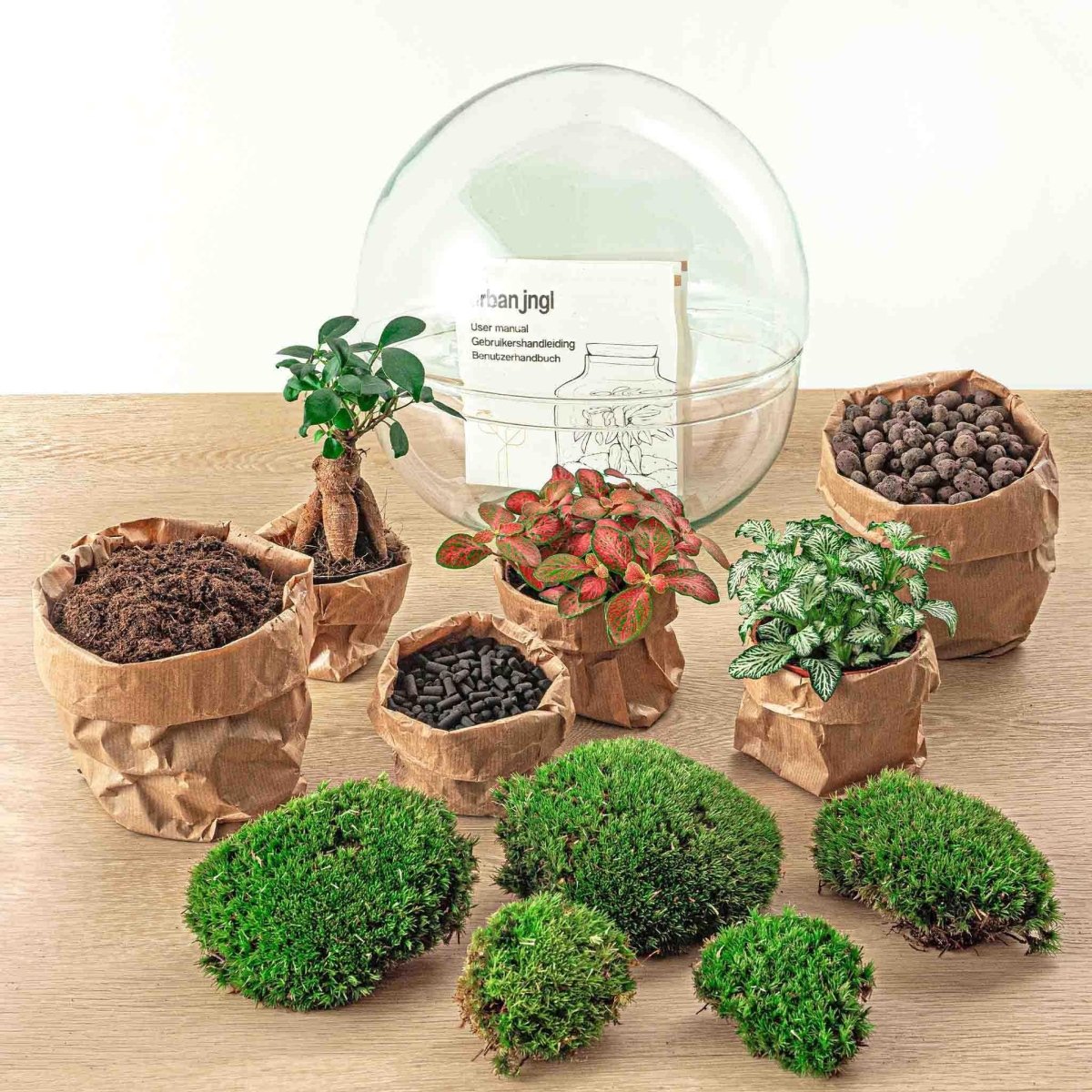 Dome - Ficus Ginseng Bonsai | DIY terrarium 2 - LushLeaf | Online planten bestellen