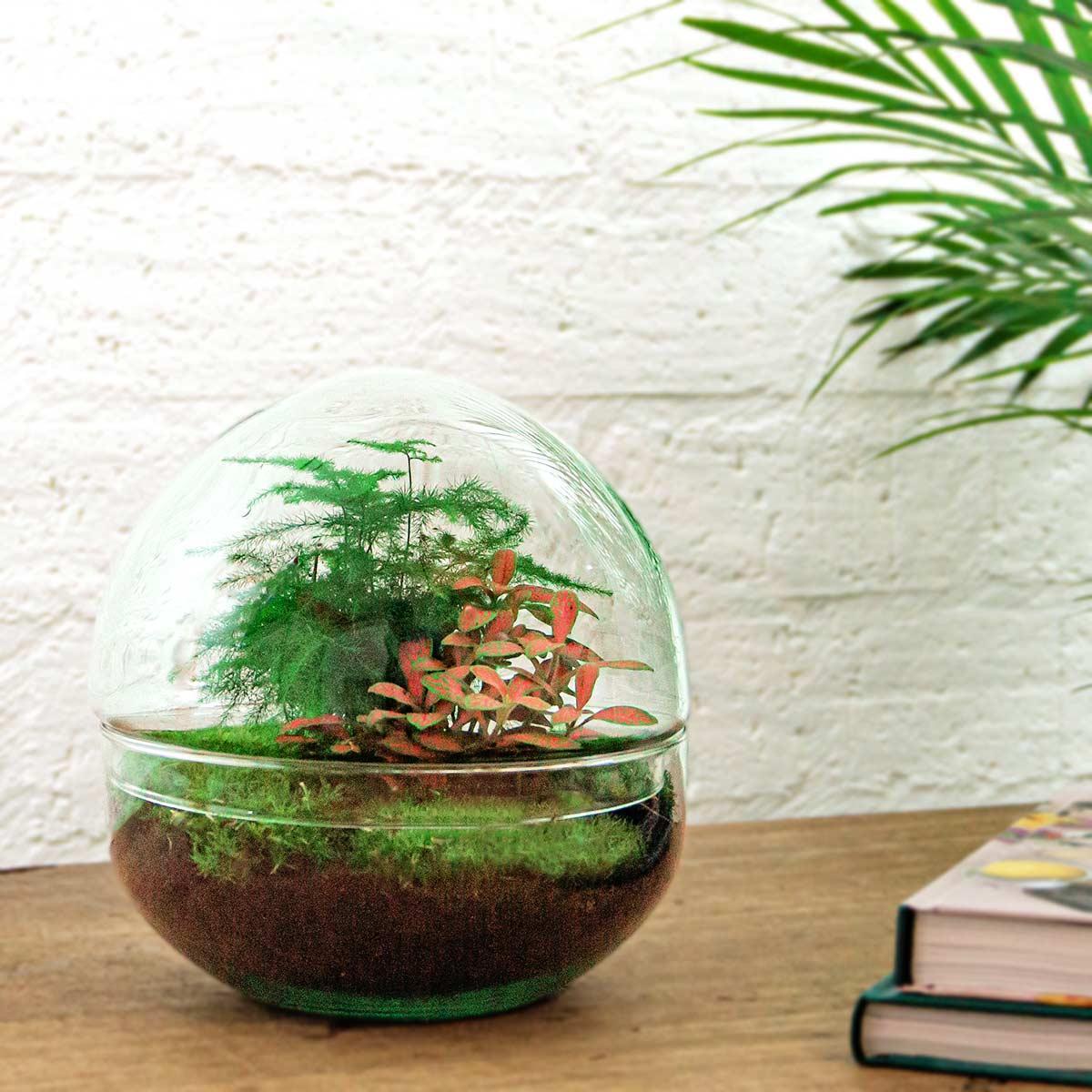 Dome Red | DIY terrarium 3 - LushLeaf | Online planten bestellen