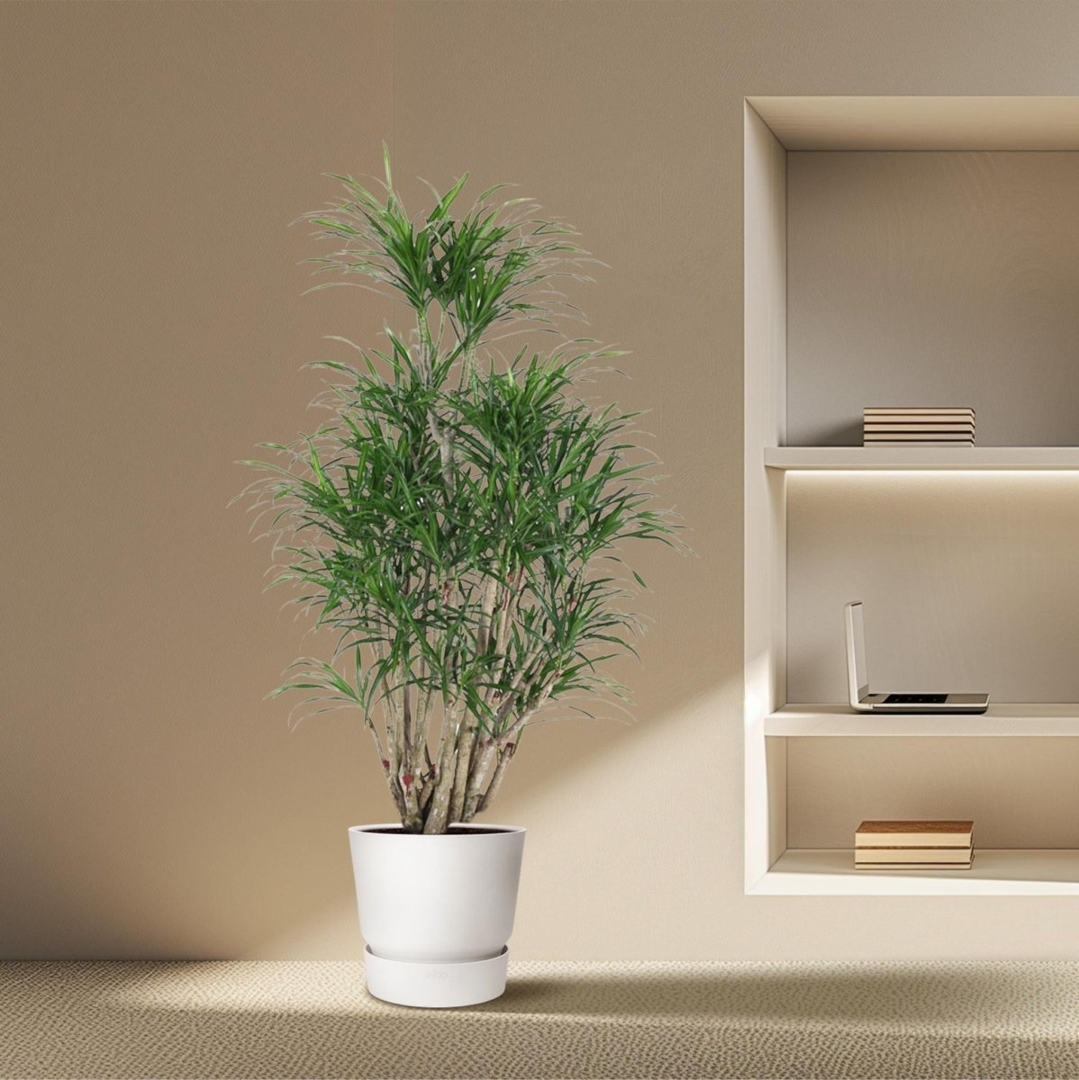 Dracaena Anita vertakt 3 - LushLeaf | Online planten bestellen