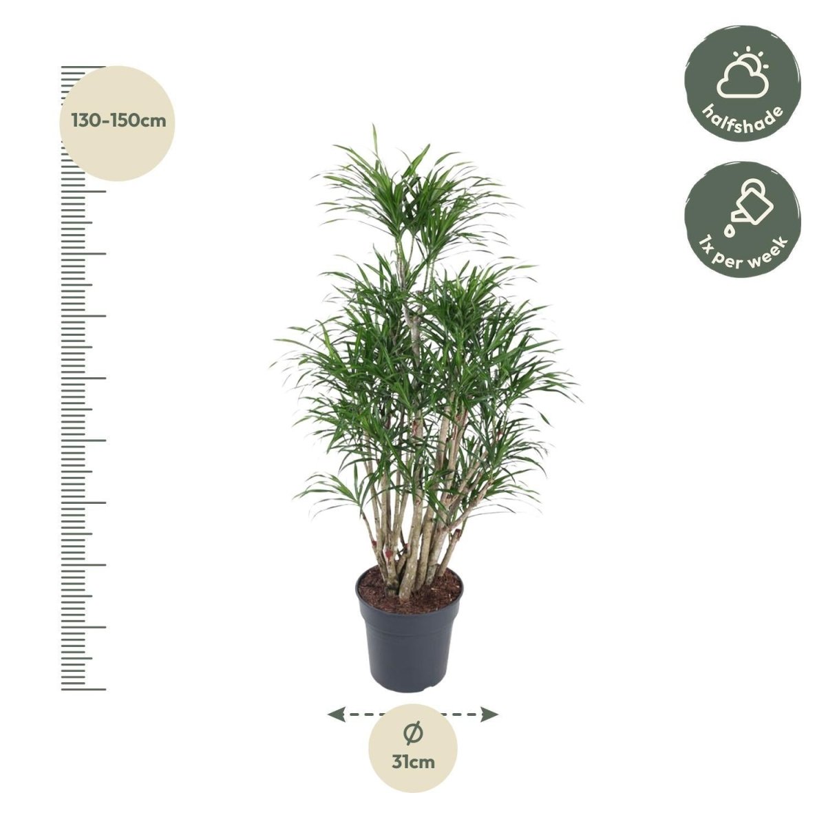 Dracaena Anita vertakt 4 - LushLeaf | Online planten bestellen