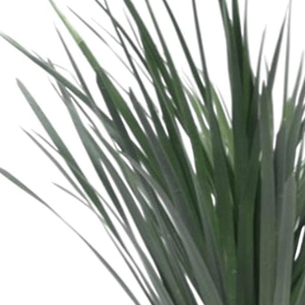 Dracaena Draco 2 - LushLeaf | Online planten bestellen