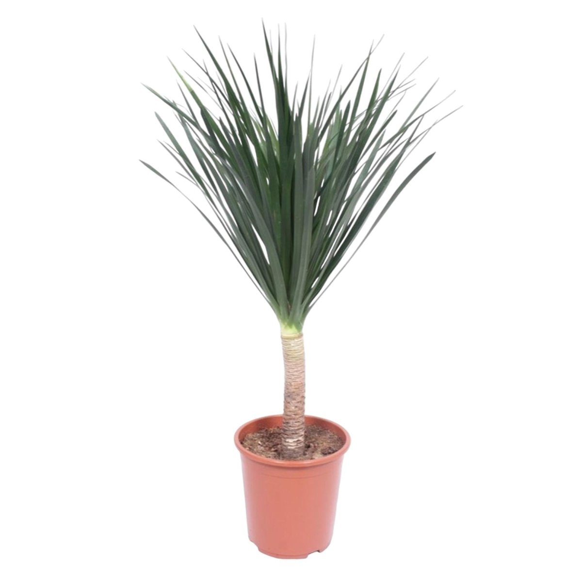 Dracaena Draco 1 - LushLeaf | Online planten bestellen
