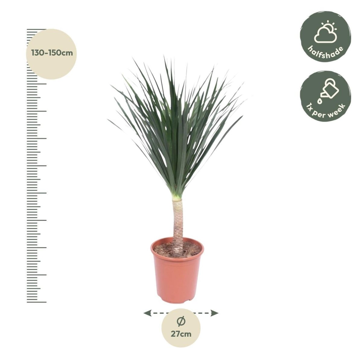Dracaena Draco 4 - LushLeaf | Online planten bestellen