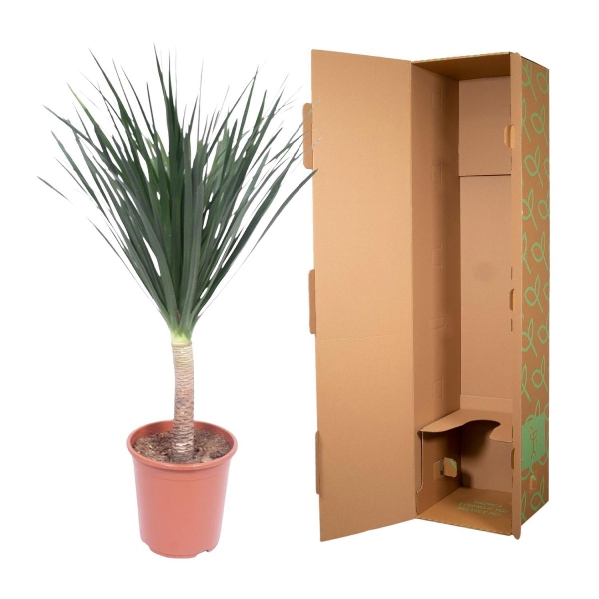 Dracaena Draco 5 - LushLeaf | Online planten bestellen