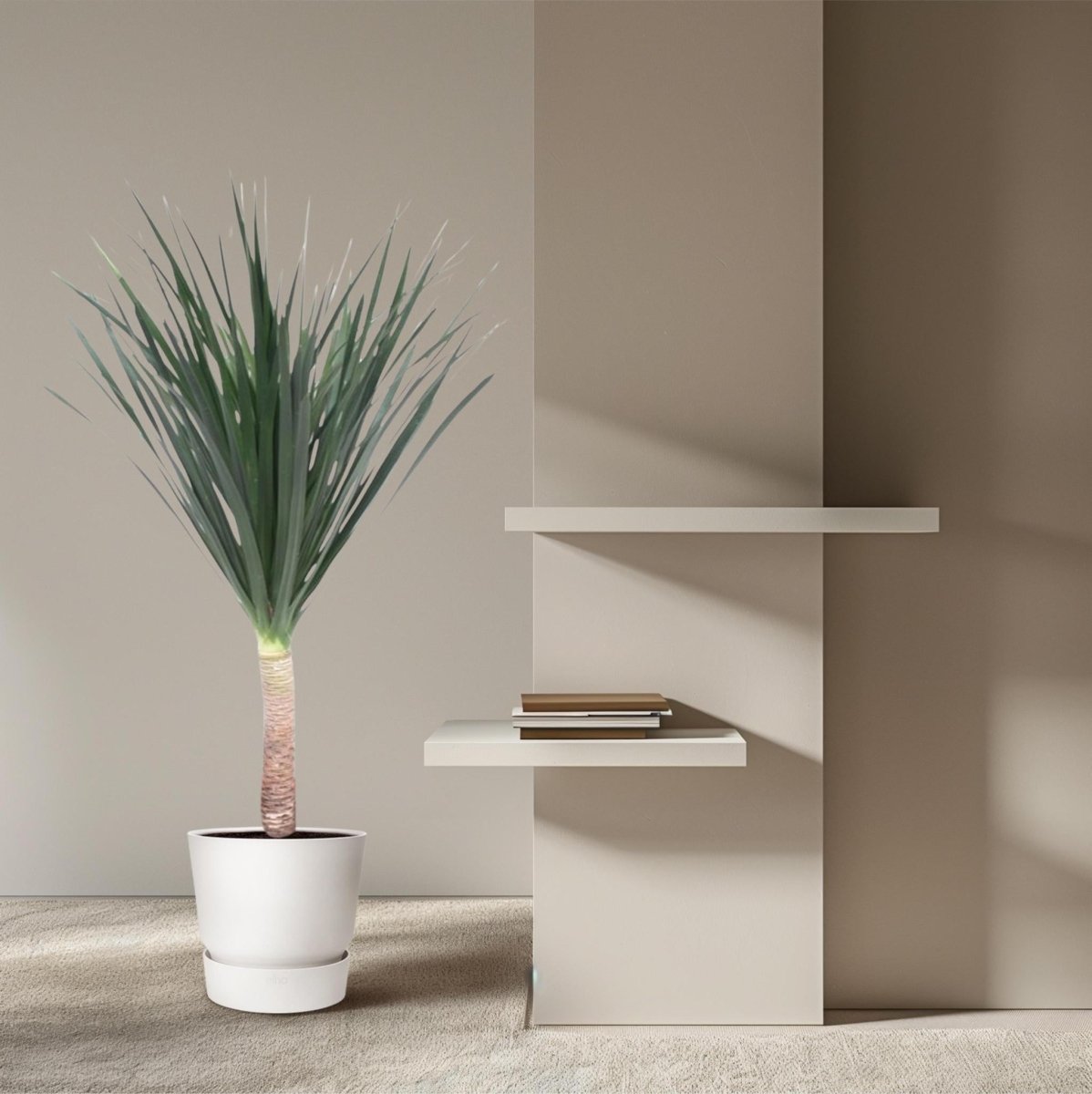 Dracaena Draco 3 - LushLeaf | Online planten bestellen