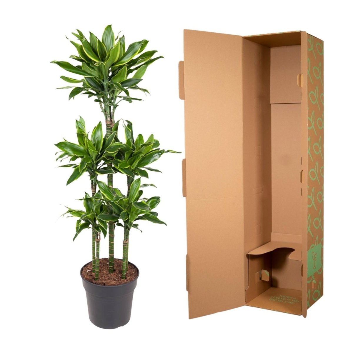 Dracaena Golden Coast Carrousel 5 - LushLeaf | Online planten bestellen