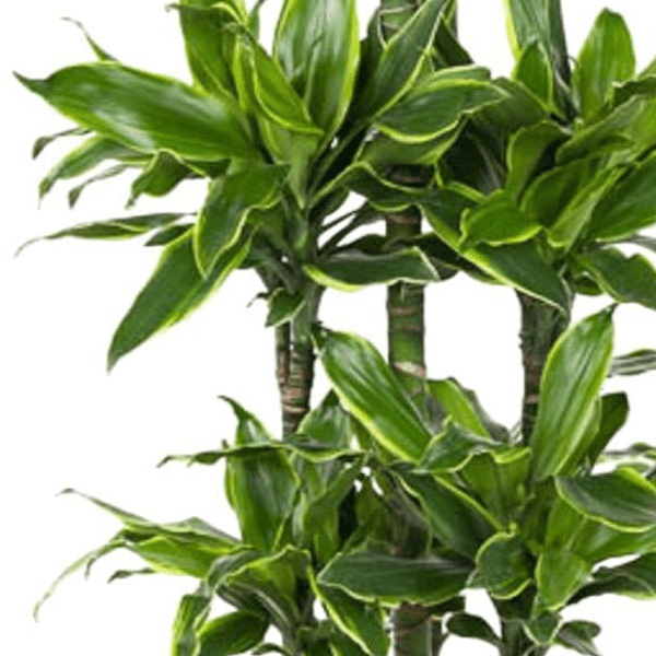 Dracaena Golden Coast Carrousel 2 - LushLeaf | Online planten bestellen