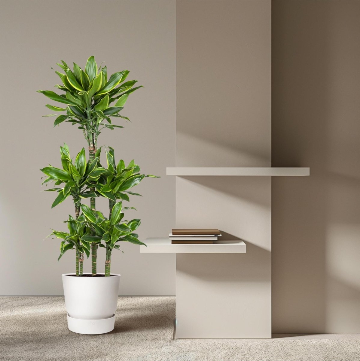 Dracaena Golden Coast Carrousel 3 - LushLeaf | Online planten bestellen