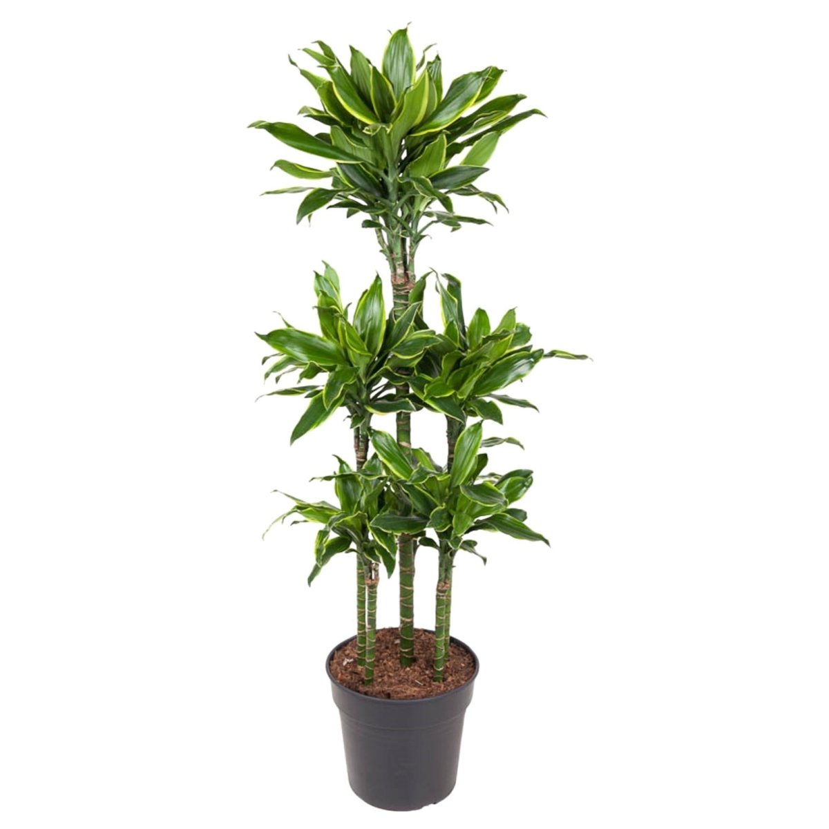 Dracaena Golden Coast Carrousel 1 - LushLeaf | Online planten bestellen