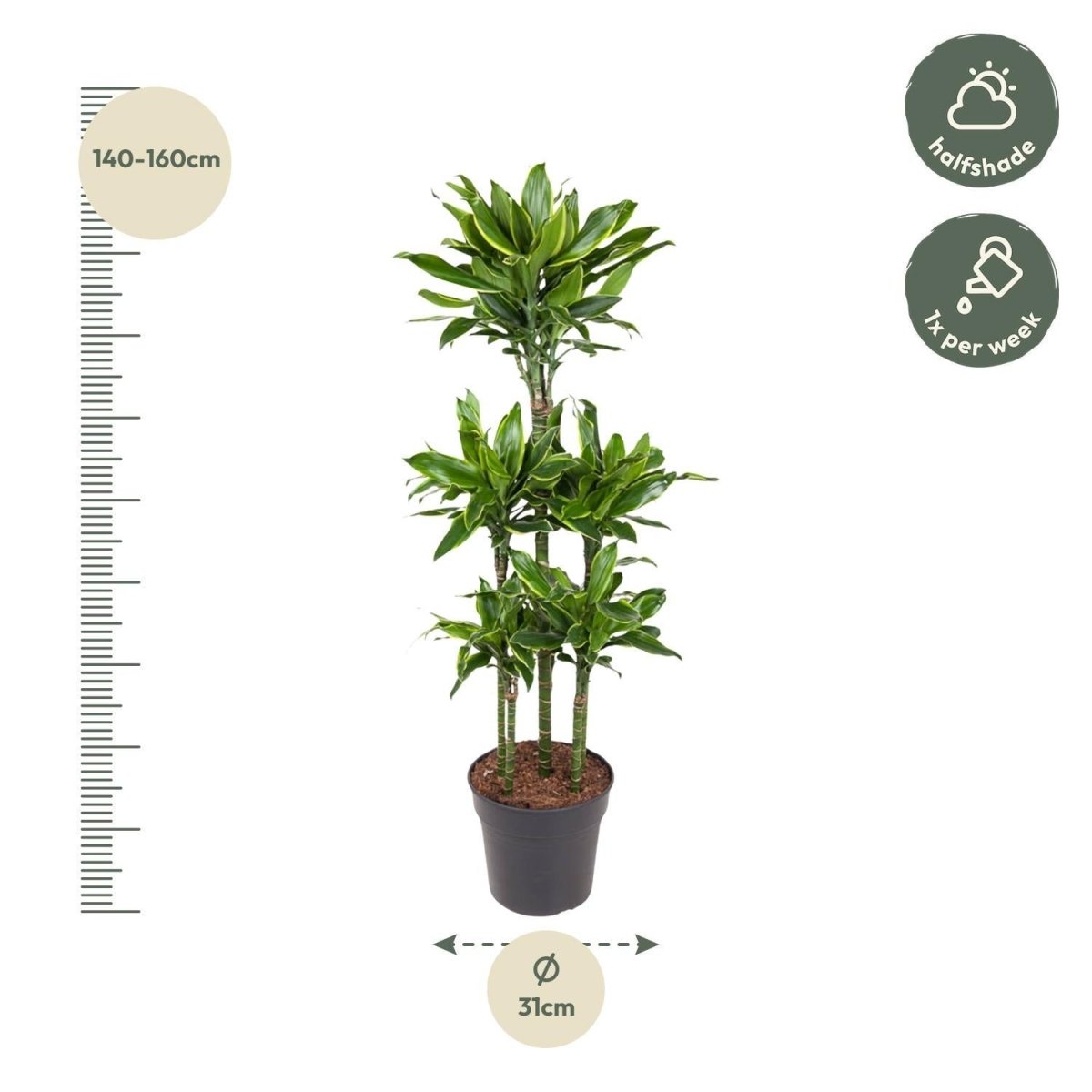 Dracaena Golden Coast Carrousel 4 - LushLeaf | Online planten bestellen