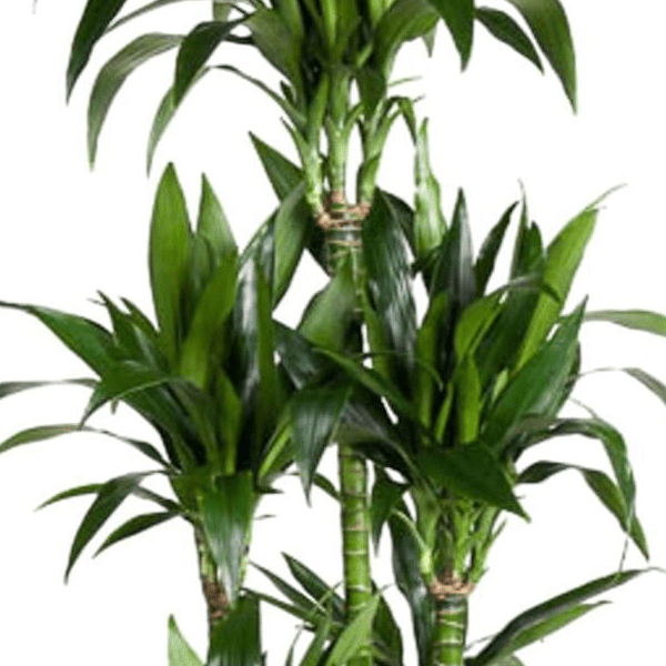 Dracaena Janet Craig Carrousel 2 - LushLeaf | Online planten bestellen