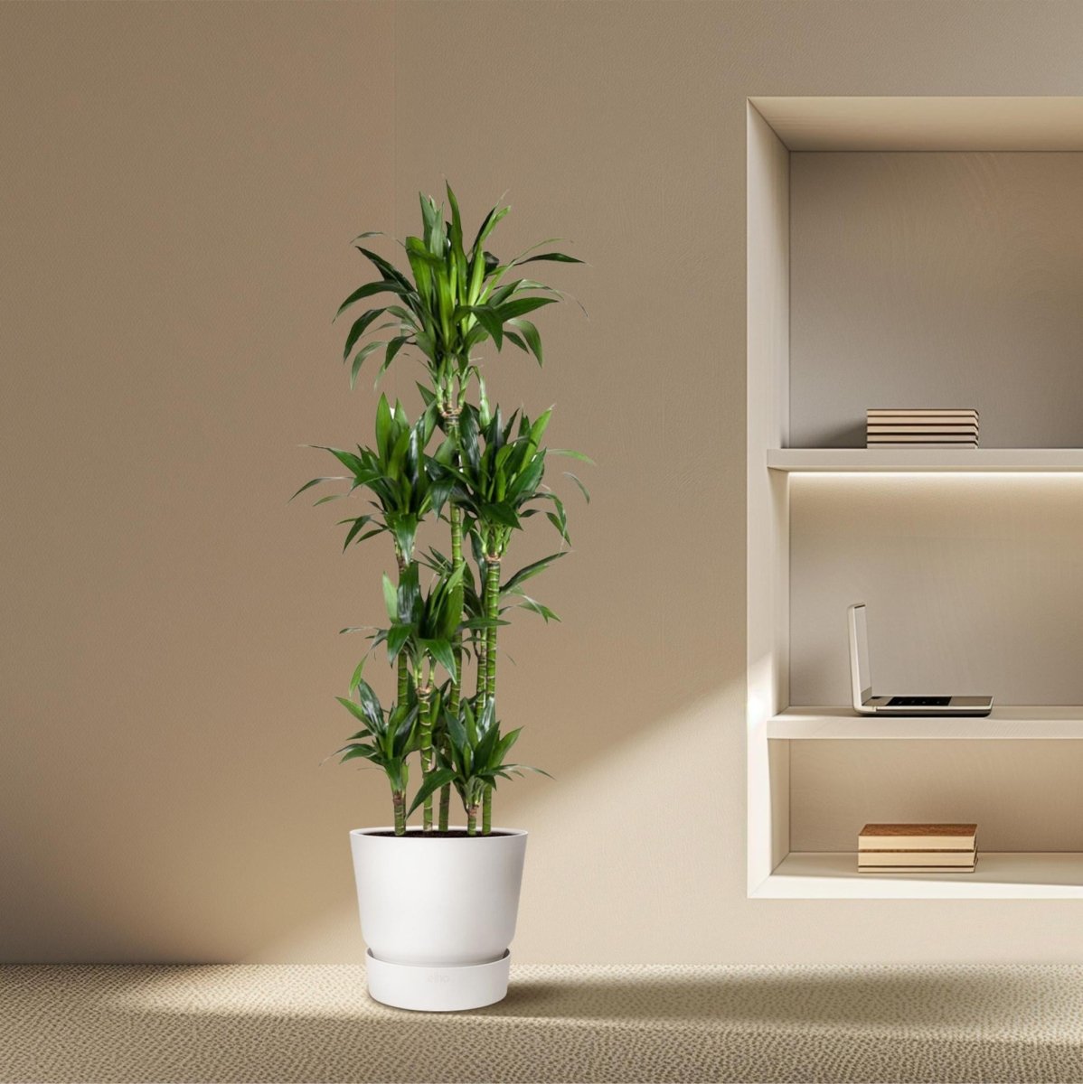 Dracaena Janet Craig Carrousel 3 - LushLeaf | Online planten bestellen