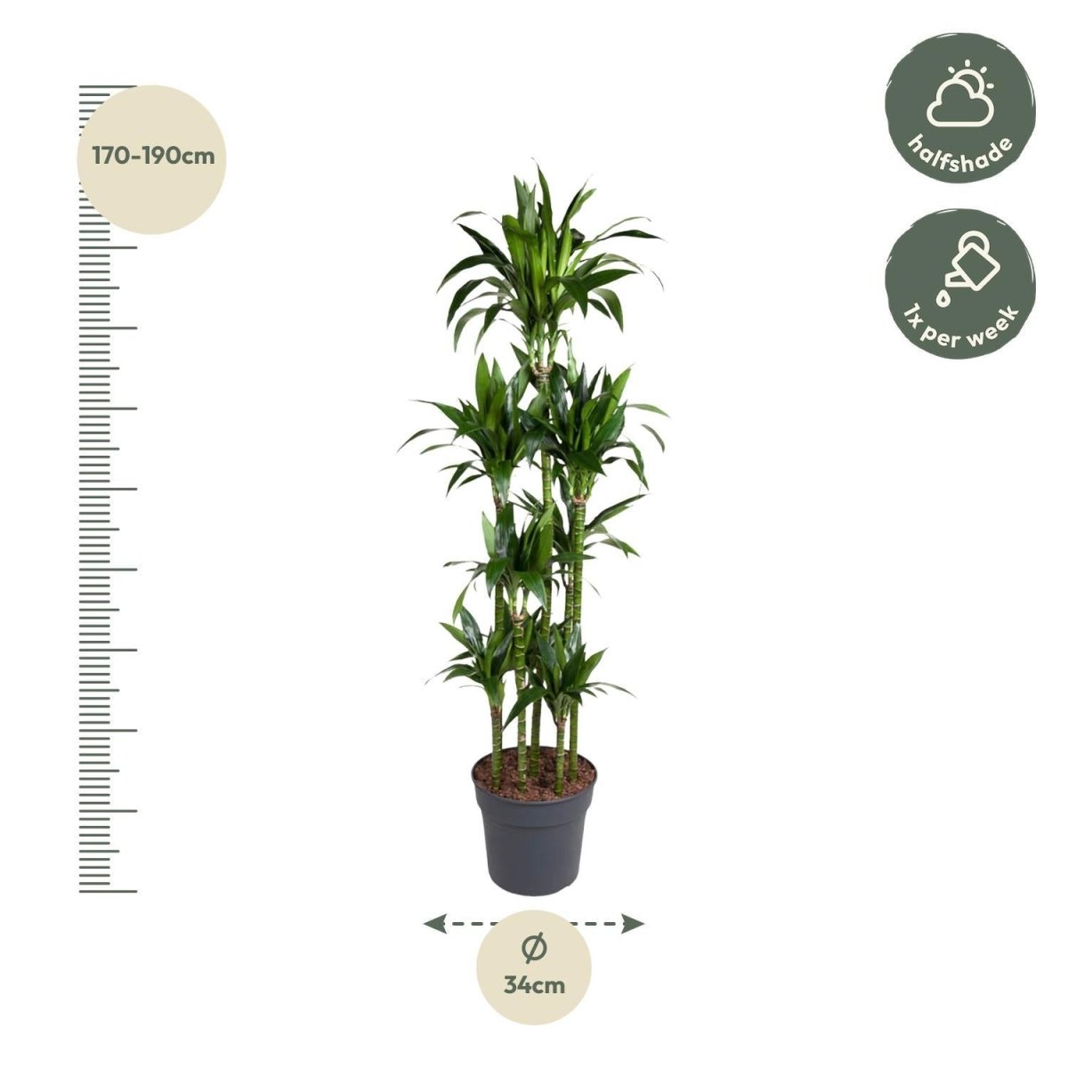 Dracaena Janet Craig Carrousel 4 - LushLeaf | Online planten bestellen