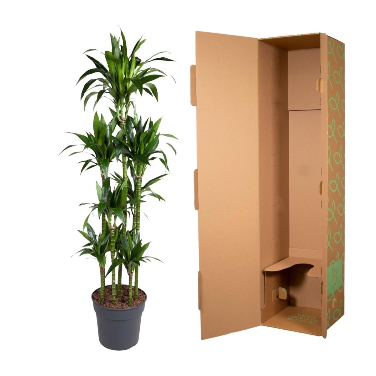 Dracaena Janet Craig Carrousel 5 - LushLeaf | Online planten bestellen