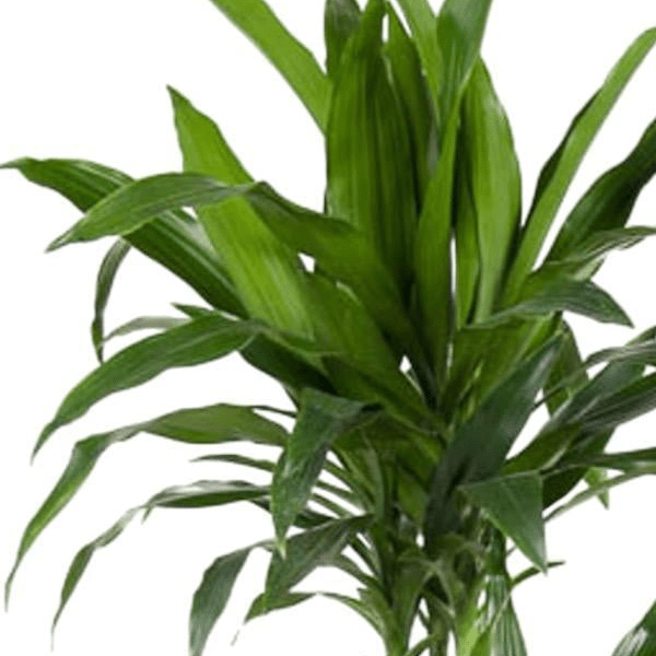 Dracaena Janet Craig | XL 2 - LushLeaf | Online planten bestellen