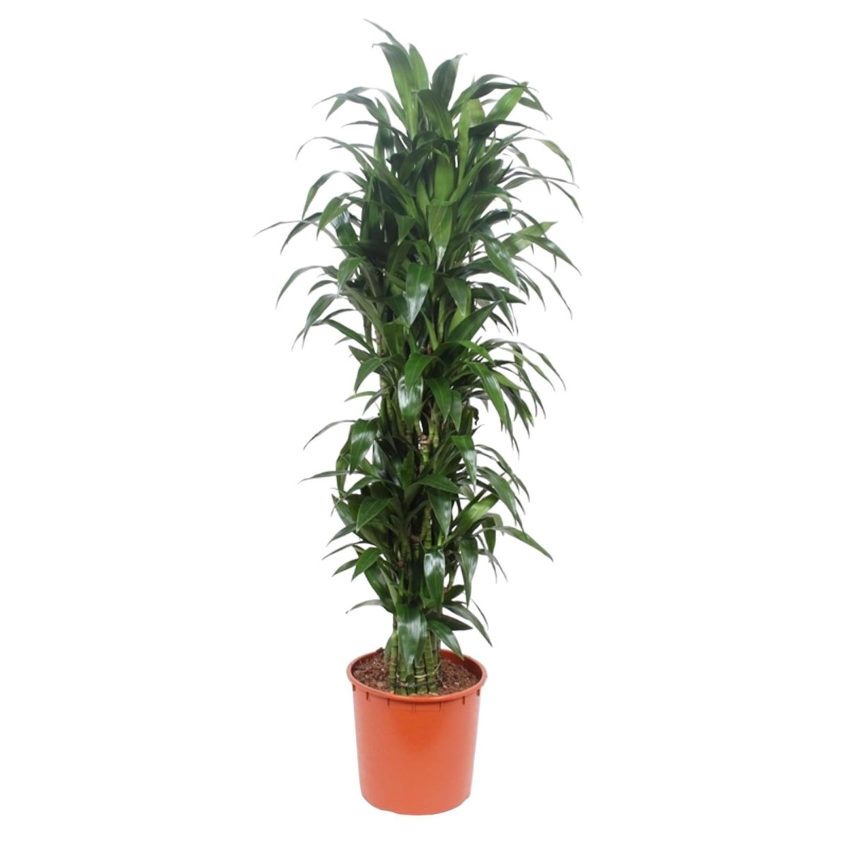 Dracaena Janet Craig | XL 6 - LushLeaf | Online planten bestellen