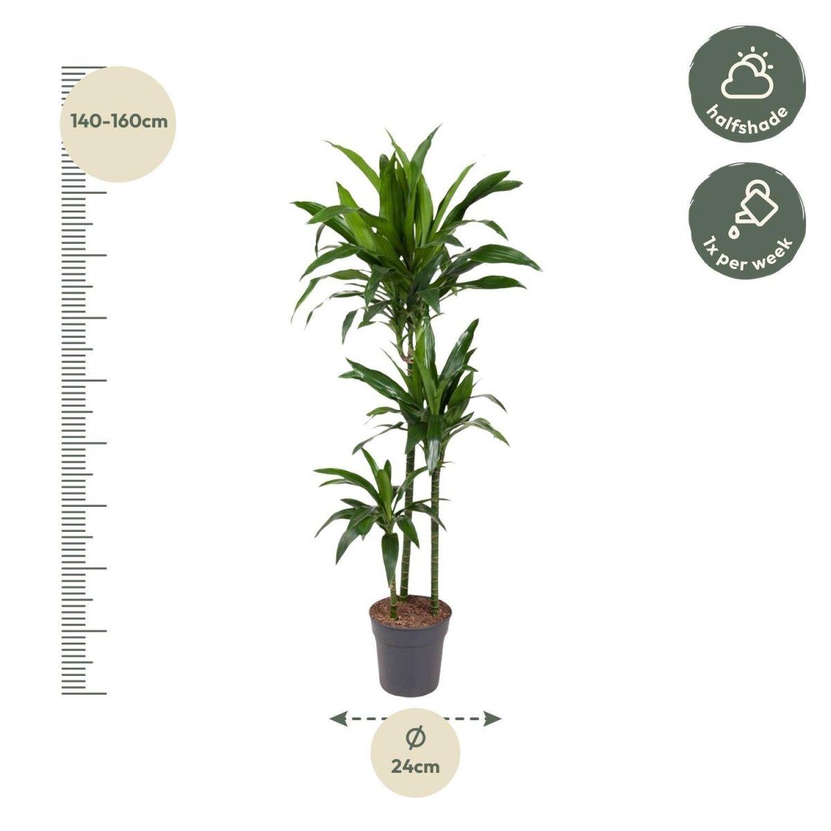 Dracaena Janet Craig | XL 4 - LushLeaf | Online planten bestellen