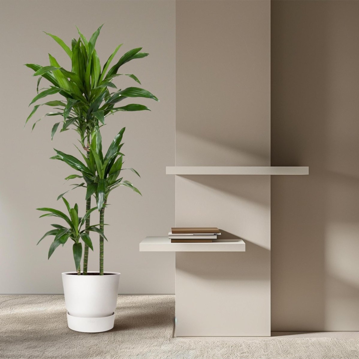 Dracaena Janet Craig | XL 3 - LushLeaf | Online planten bestellen