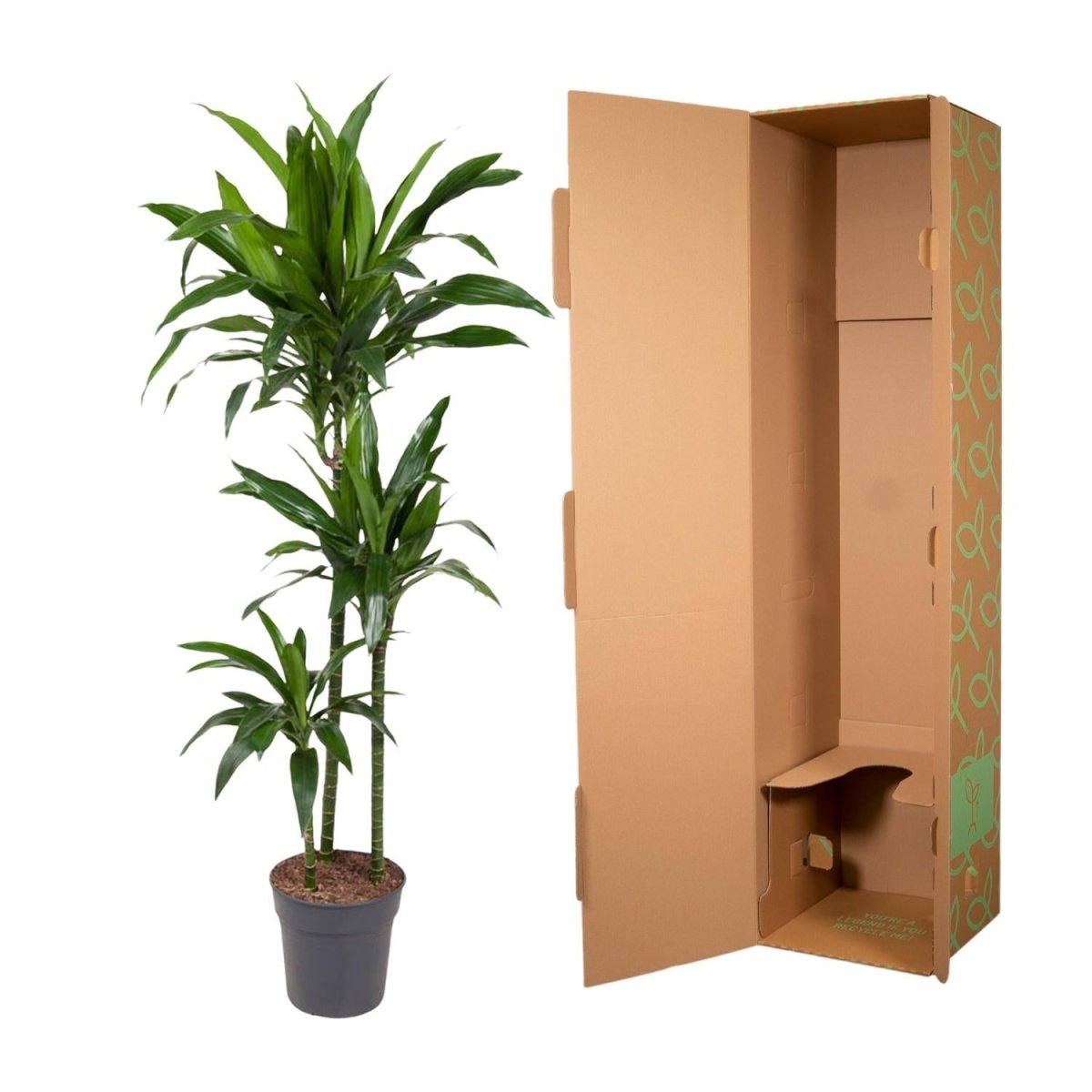 Dracaena Janet Craig | XL 5 - LushLeaf | Online planten bestellen