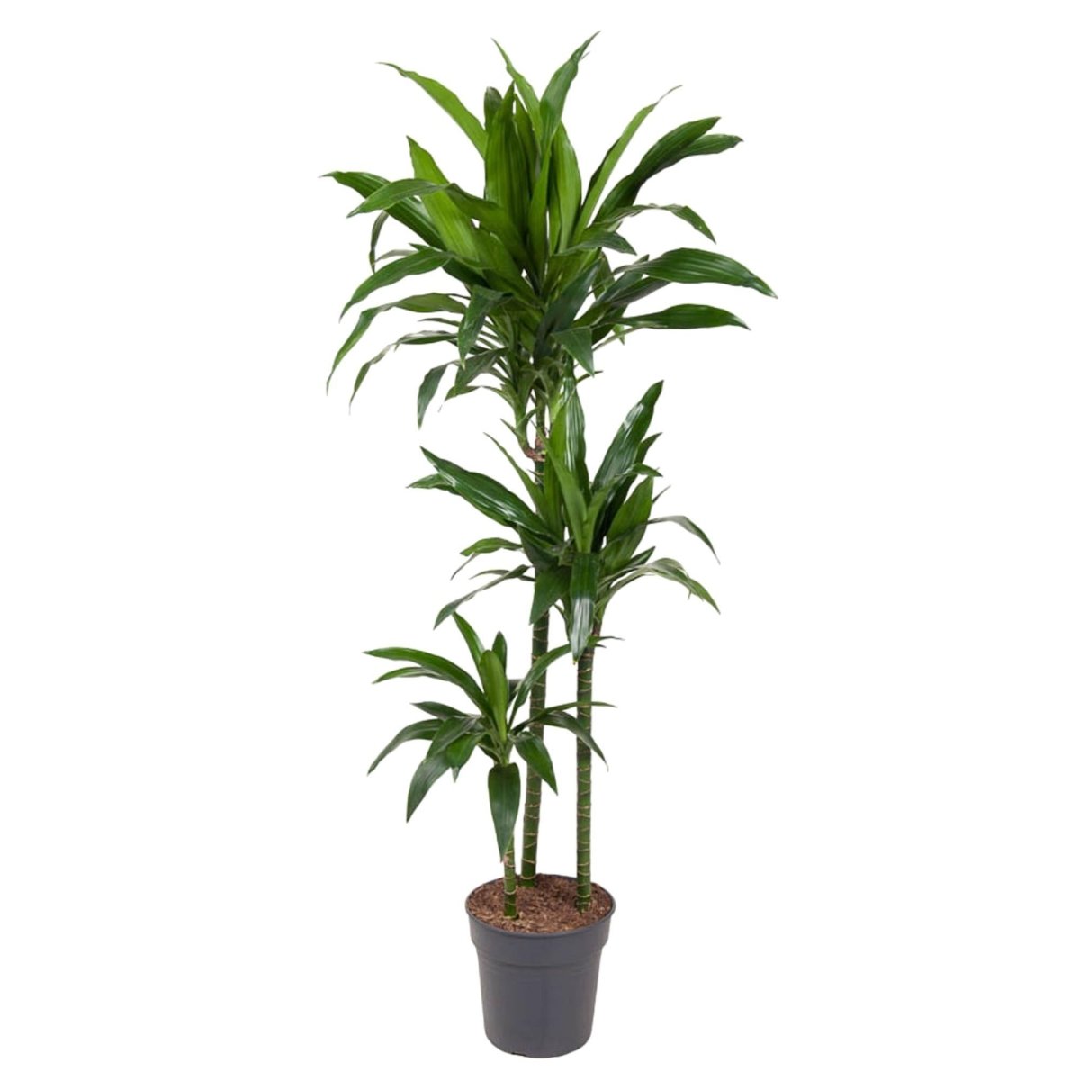 Dracaena Janet Craig | XL 1 - LushLeaf | Online planten bestellen