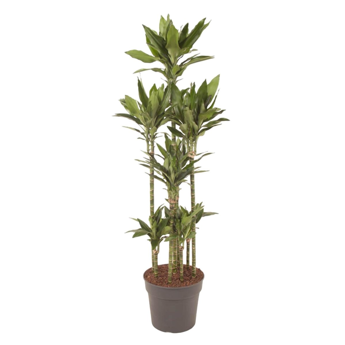 Dracaena Janet Lind Carrousel | XL 1 - LushLeaf | Online planten bestellen