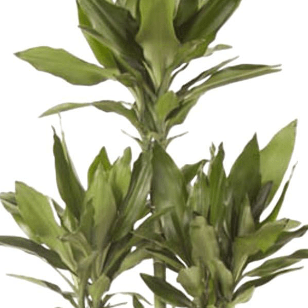 Dracaena Janet Lind Carrousel | XL 2 - LushLeaf | Online planten bestellen