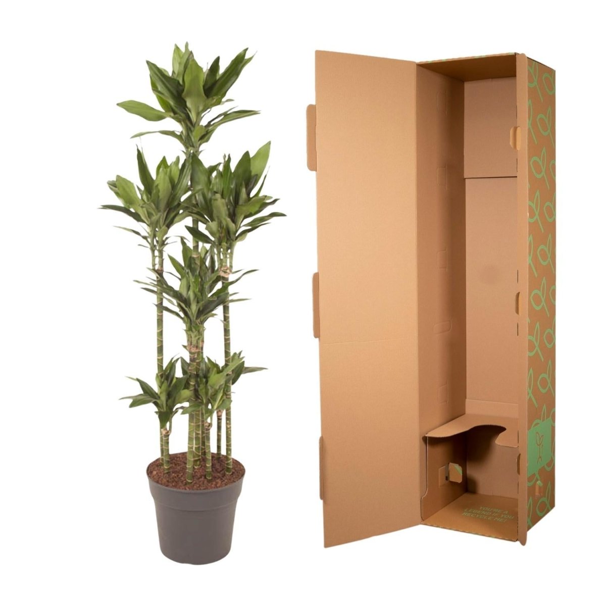 Dracaena Janet Lind Carrousel | XL 5 - LushLeaf | Online planten bestellen