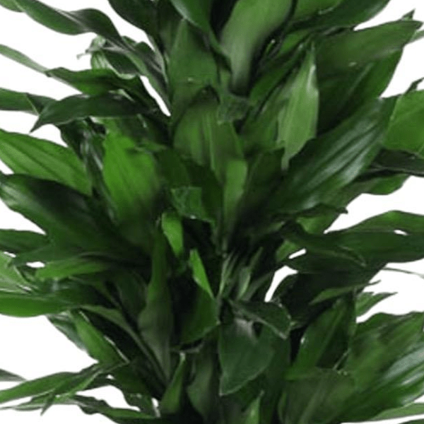 Dracaena Janet Lind vertakt | XL 2 - LushLeaf | Online planten bestellen