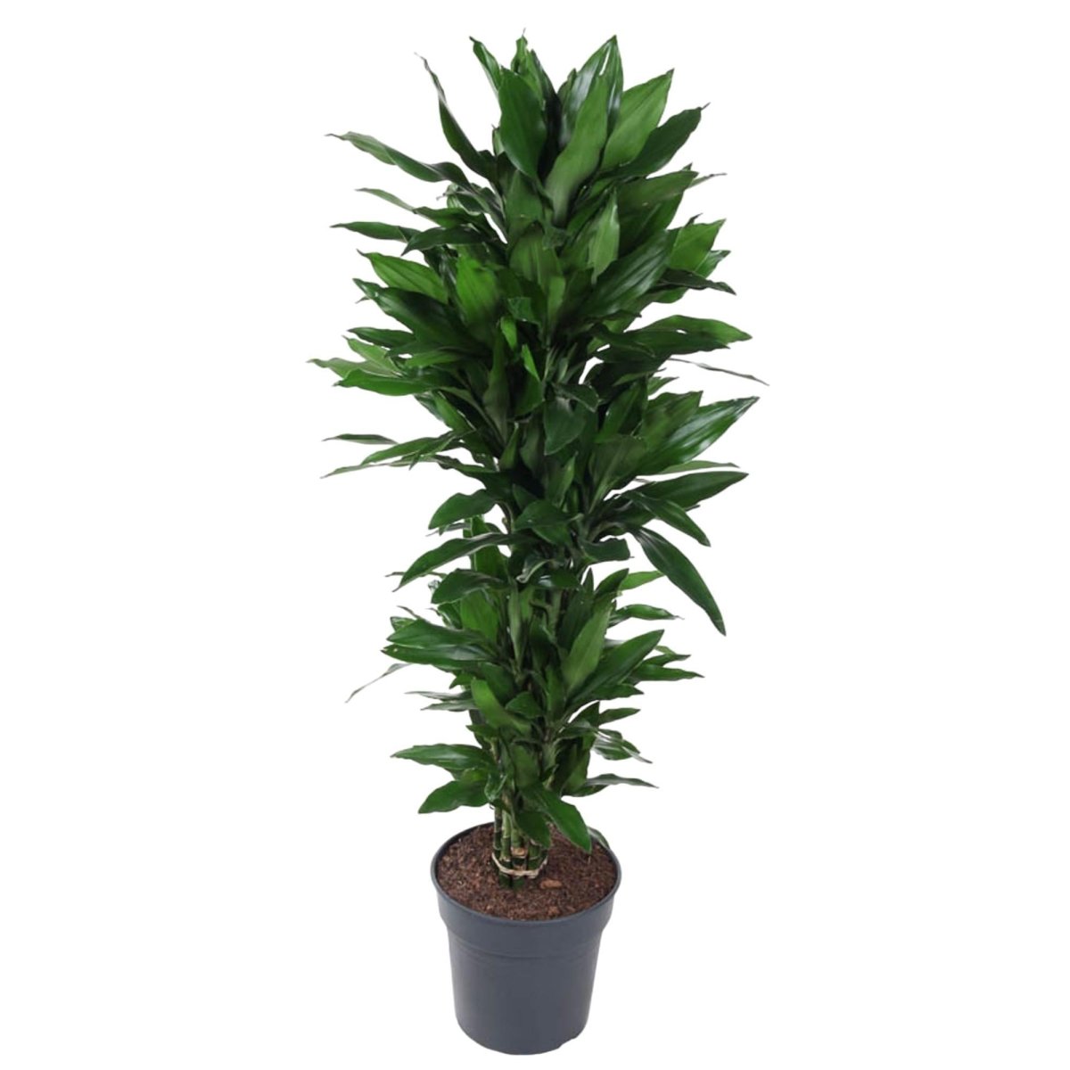 Dracaena Janet Lind vertakt | XL 1 - LushLeaf | Online planten bestellen