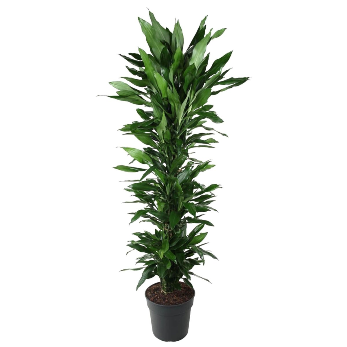 Dracaena Janet Lind vertakt | XL 6 - LushLeaf | Online planten bestellen