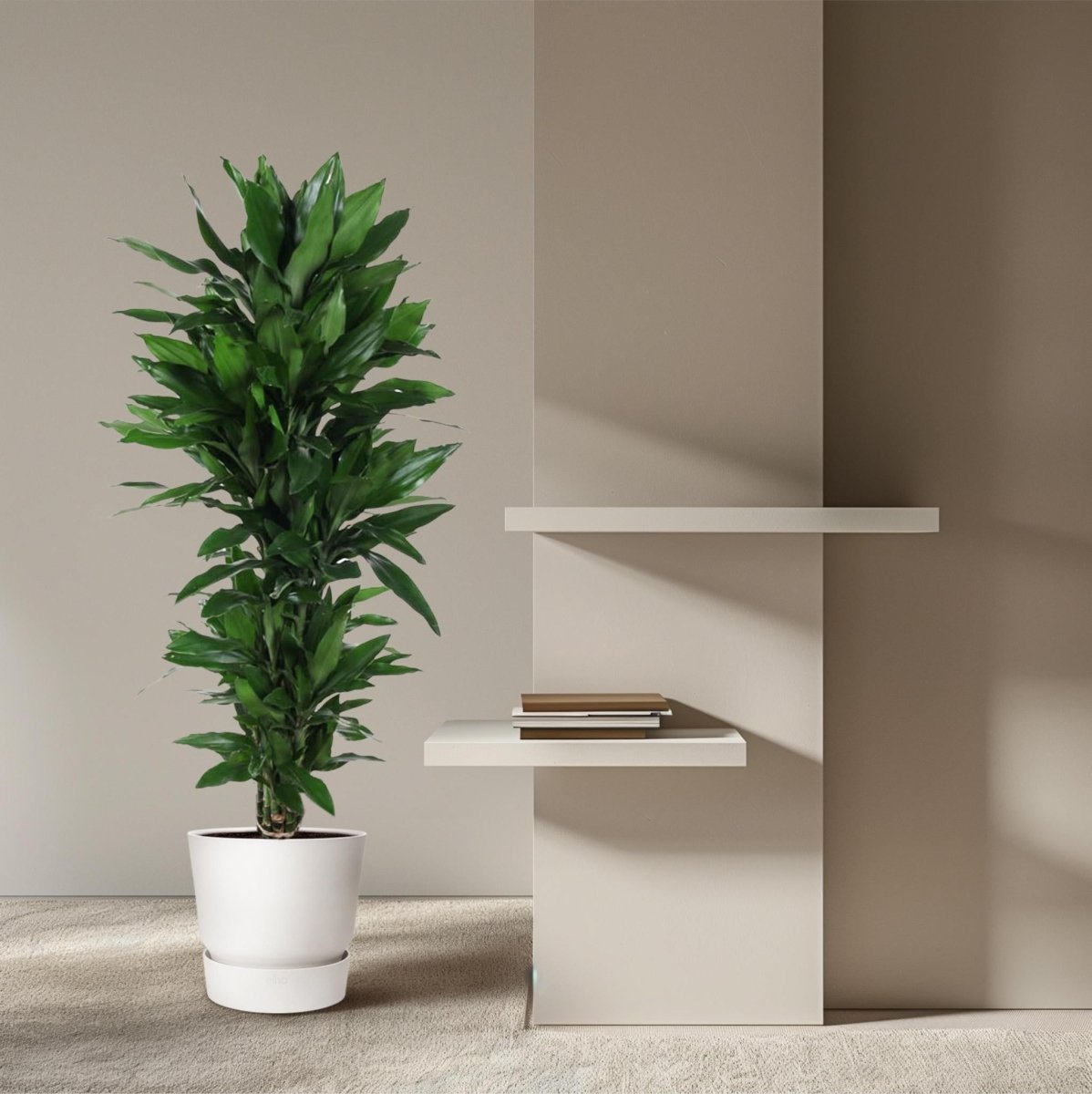 Dracaena Janet Lind vertakt | XL 3 - LushLeaf | Online planten bestellen