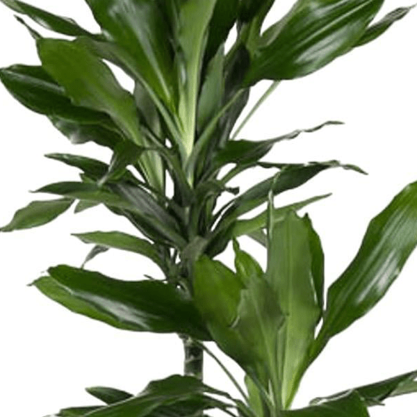 Dracaena Janet Lind | XL 2 - LushLeaf | Online planten bestellen