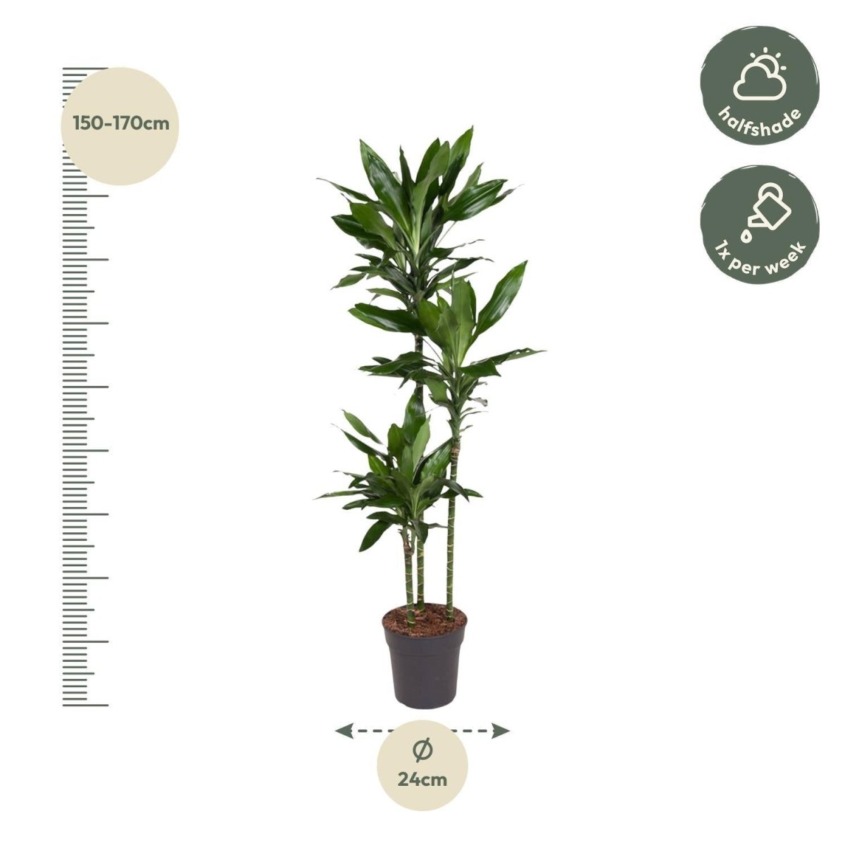 Dracaena Janet Lind | XL 4 - LushLeaf | Online planten bestellen