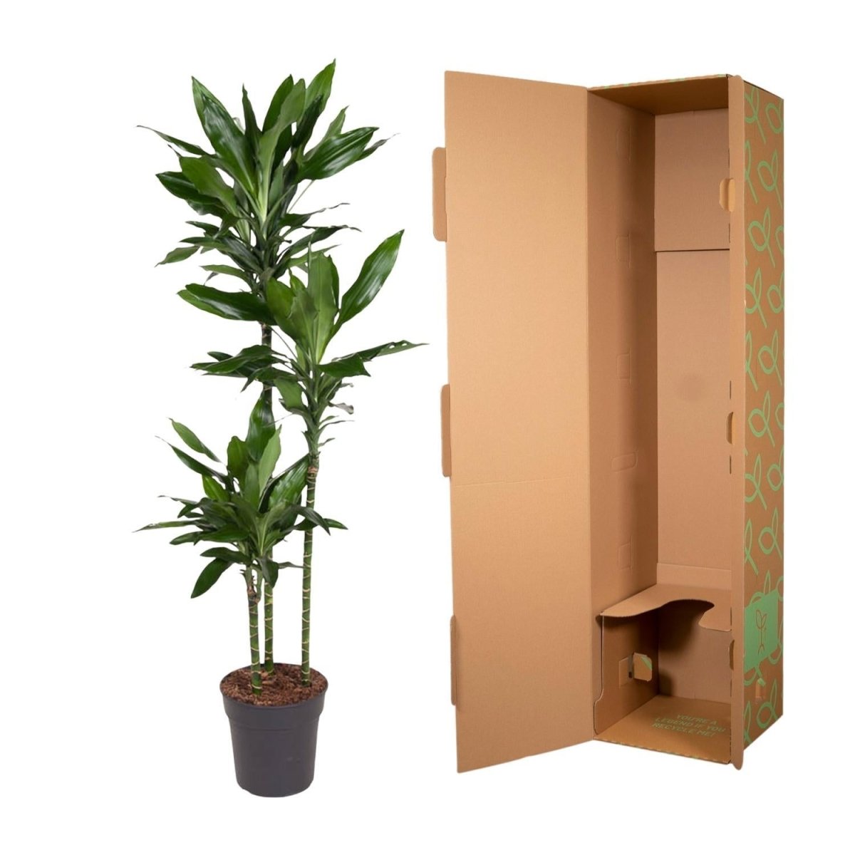 Dracaena Janet Lind | XL 5 - LushLeaf | Online planten bestellen