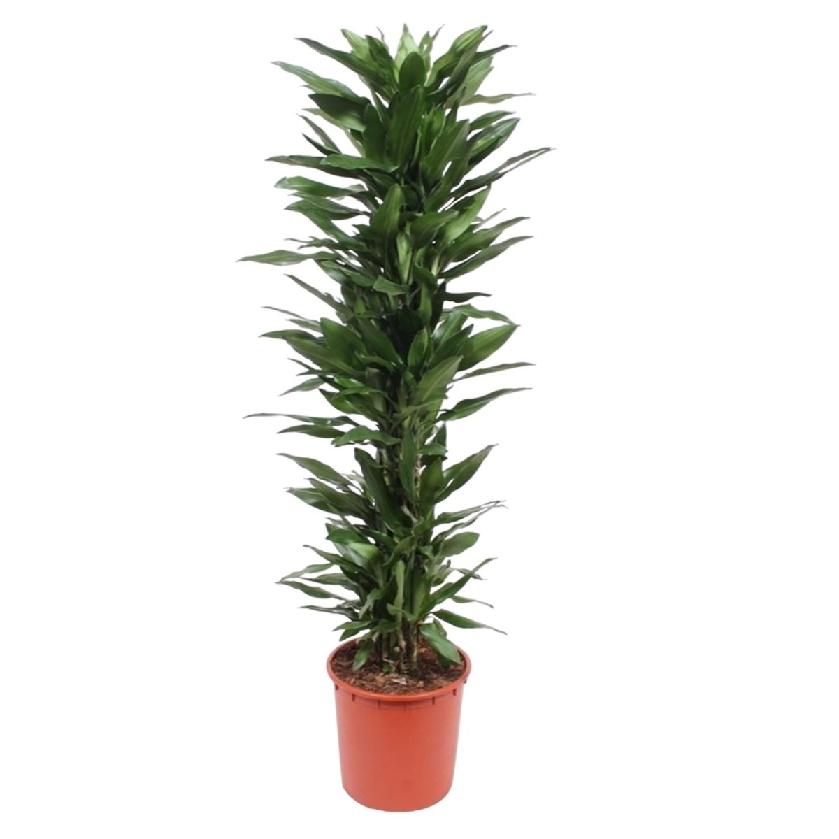 Dracaena Janet Lind | XL 6 - LushLeaf | Online planten bestellen