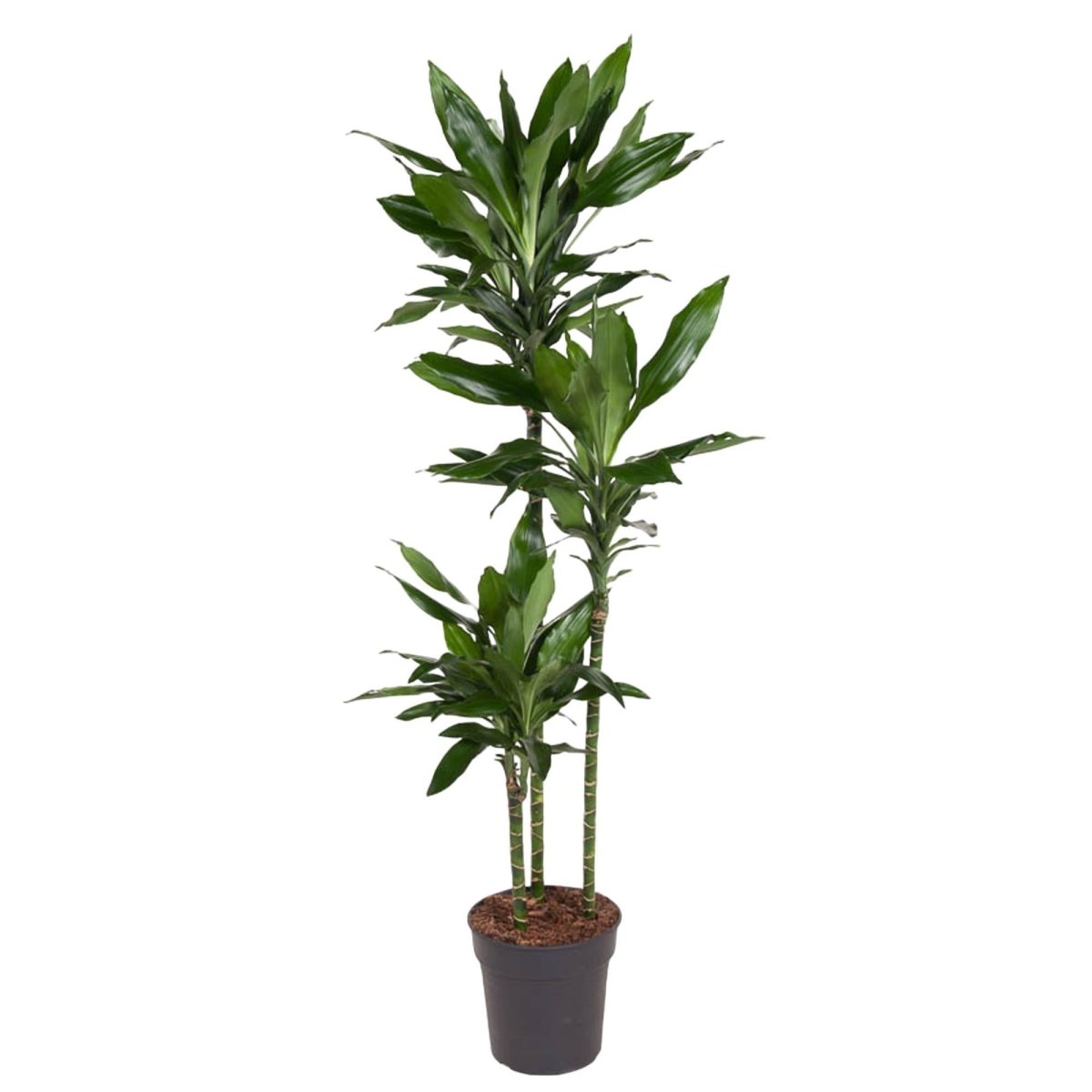Dracaena Janet Lind | XL 1 - LushLeaf | Online planten bestellen