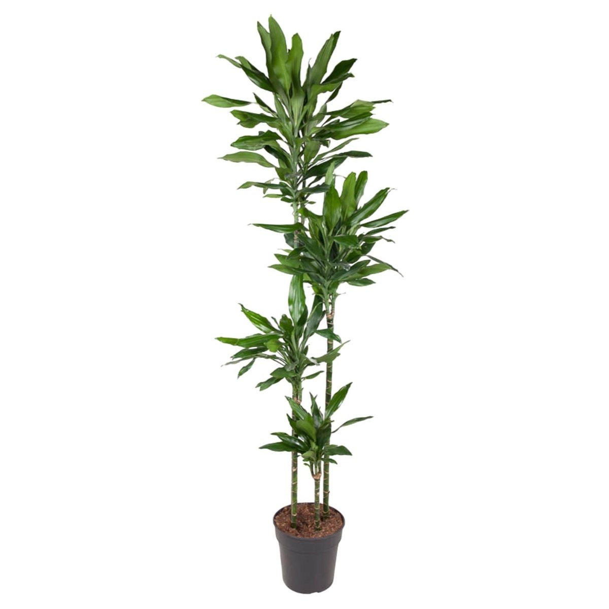 Dracaena Janet Lind | XL 7 - LushLeaf | Online planten bestellen