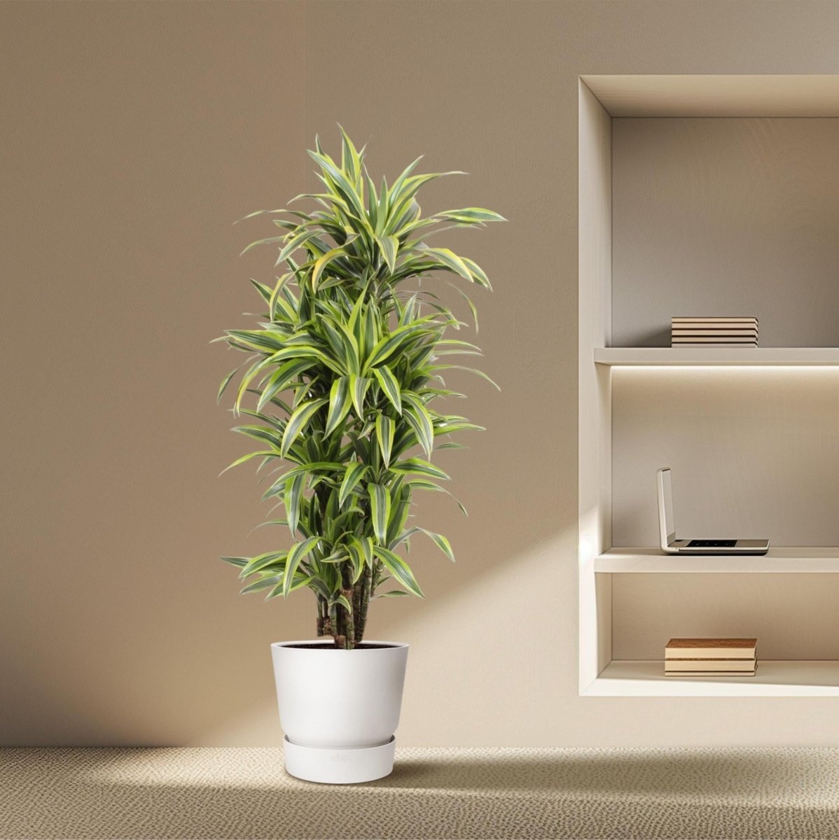 Dracaena Lemon Lime | XL 3 - LushLeaf | Online planten bestellen