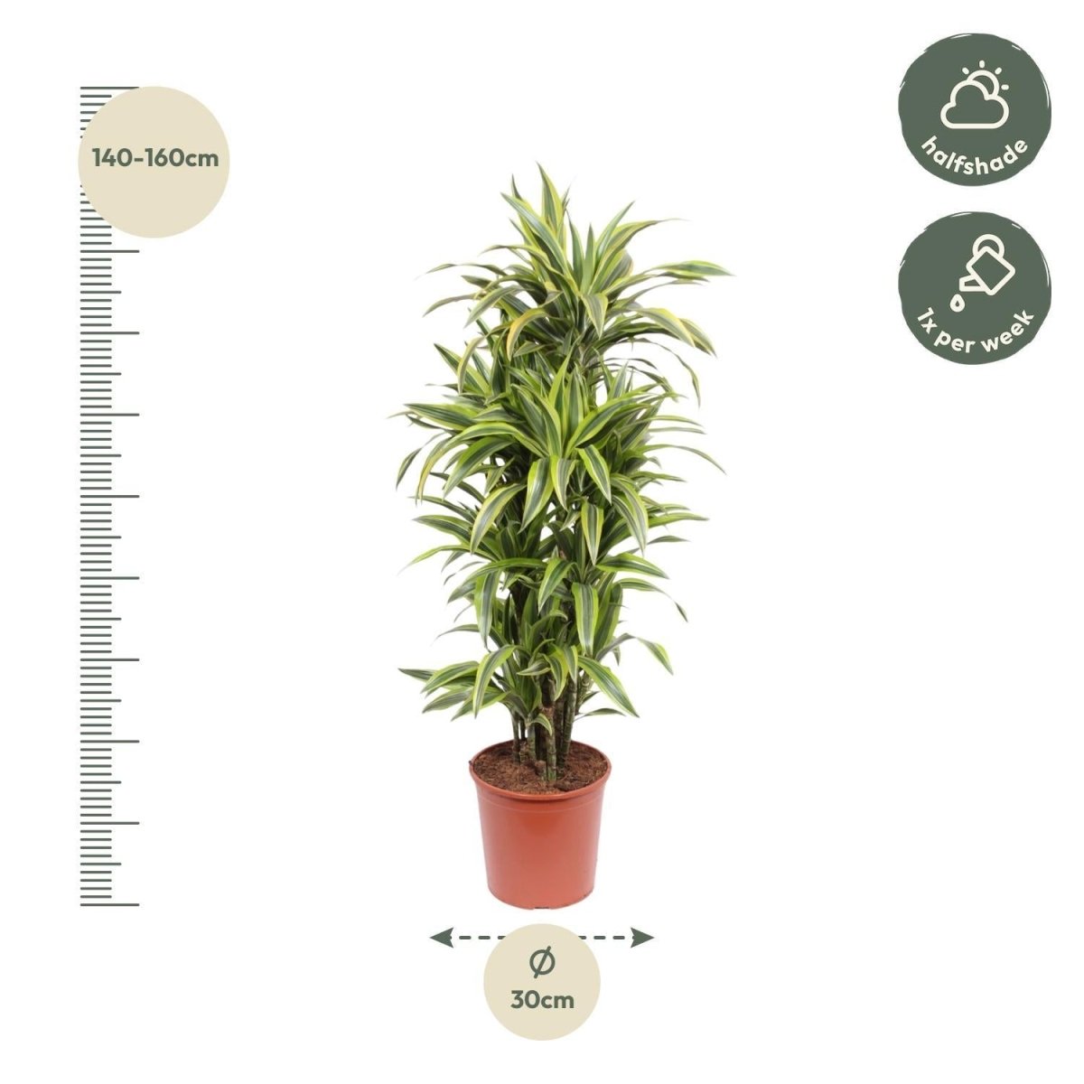 Dracaena Lemon Lime | XL 4 - LushLeaf | Online planten bestellen