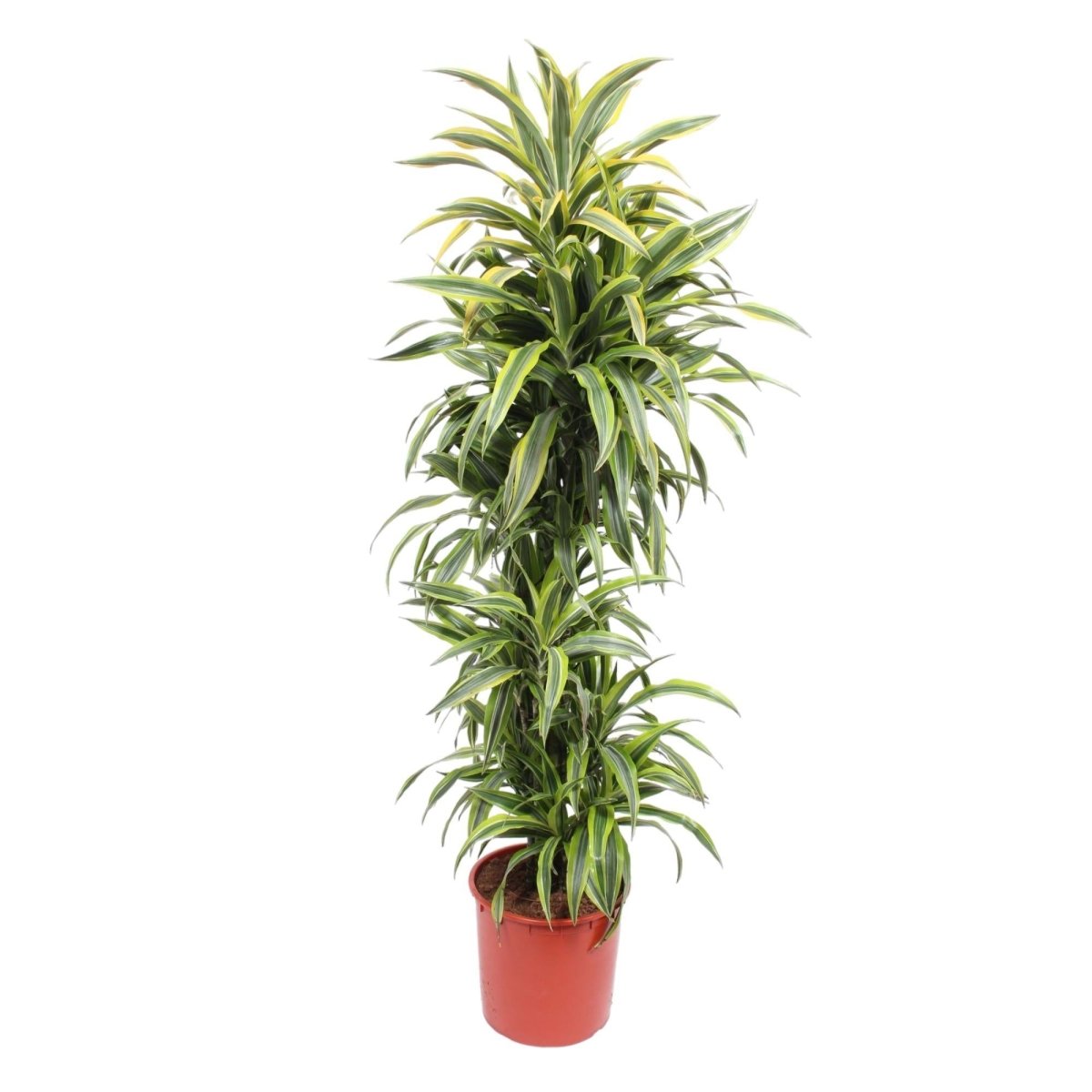 Dracaena Lemon Lime | XL 6 - LushLeaf | Online planten bestellen
