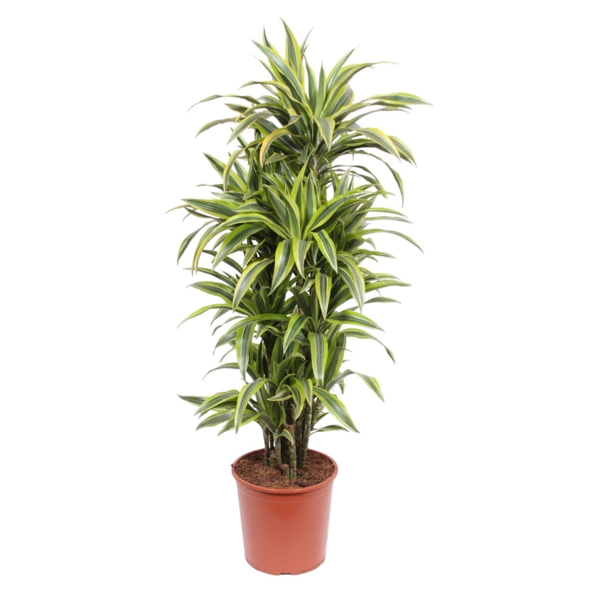 Dracaena Lemon Lime | XL 1 - LushLeaf | Online planten bestellen