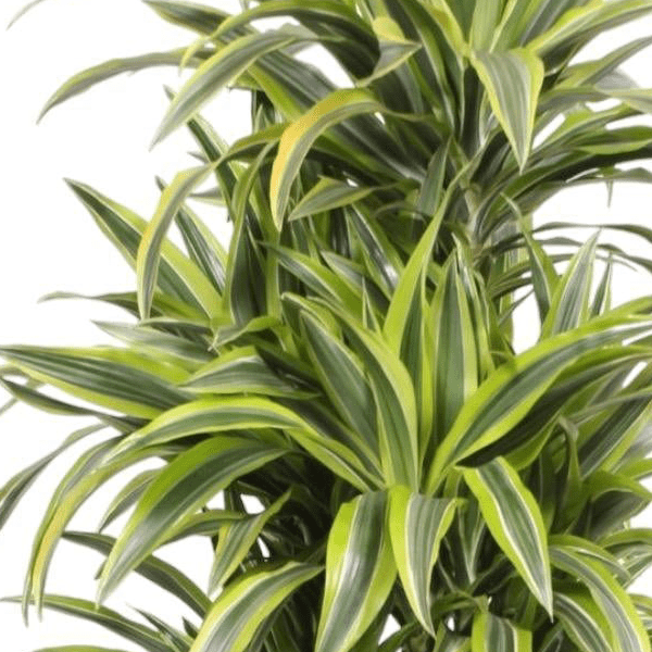 Dracaena Lemon Lime | XL 2 - LushLeaf | Online planten bestellen